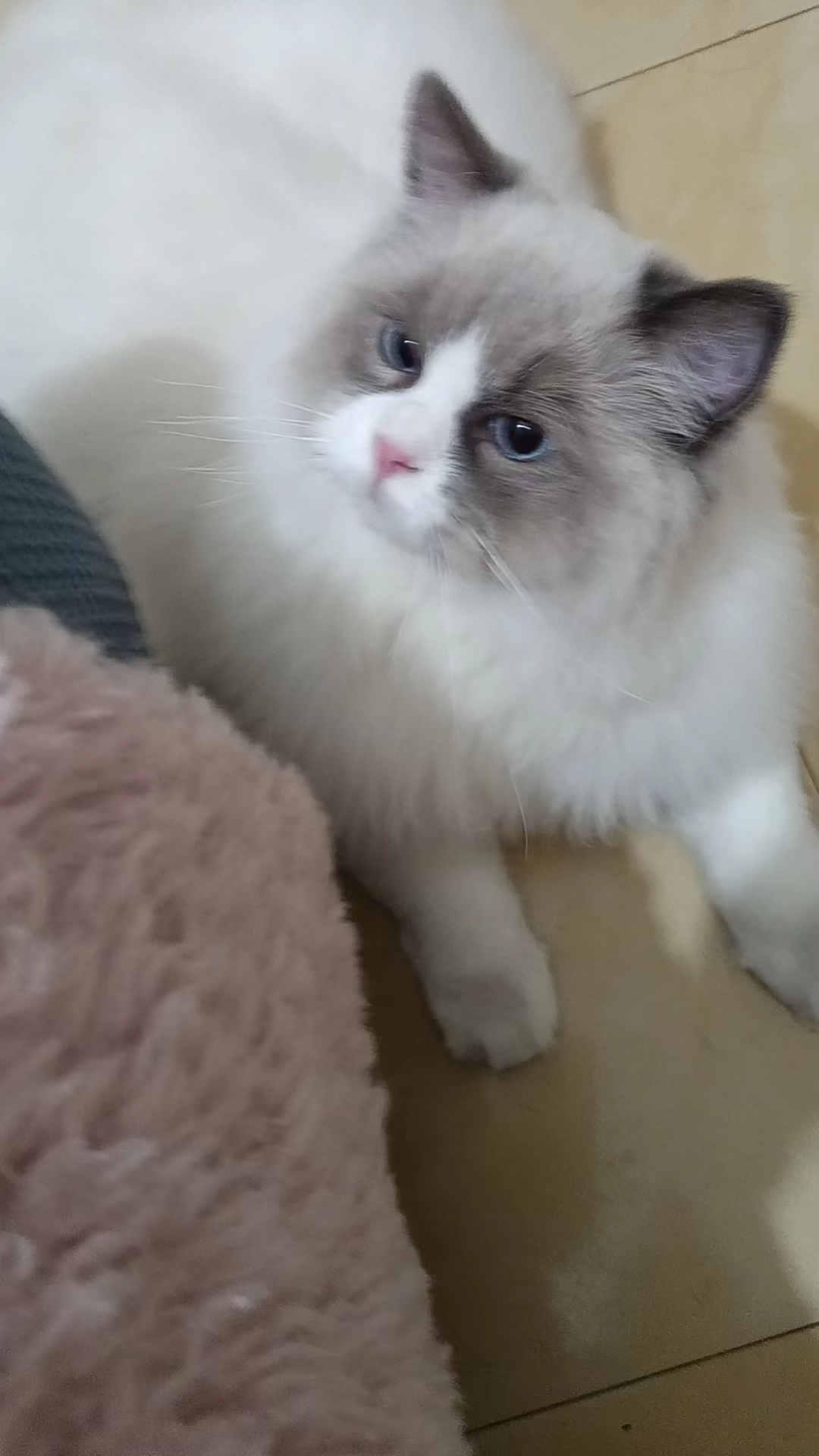 布偶猫